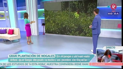 plantación de nogales en Alange