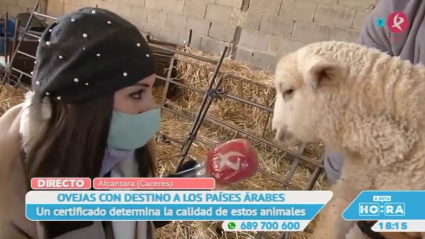 Corderos de Alcántara