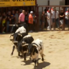 Sanjuanes de Coria 2023