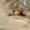 Perro maltratado