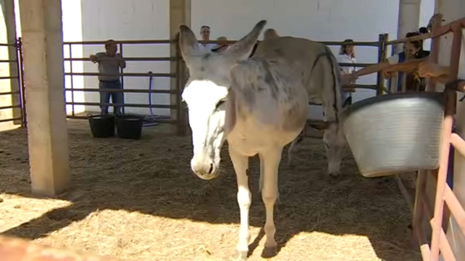 Asno andaluz en la Feria de Zafra