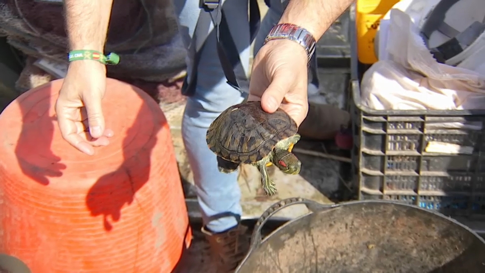 Retirada de tortugas de Florida