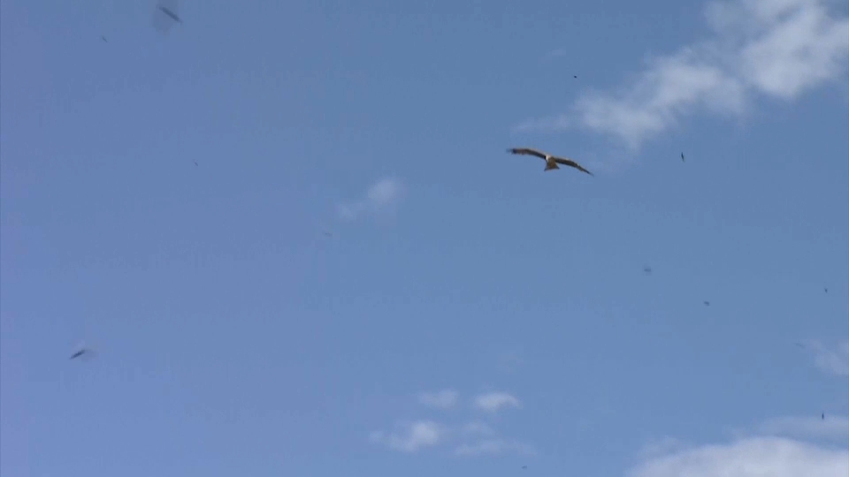 Festival de las aves