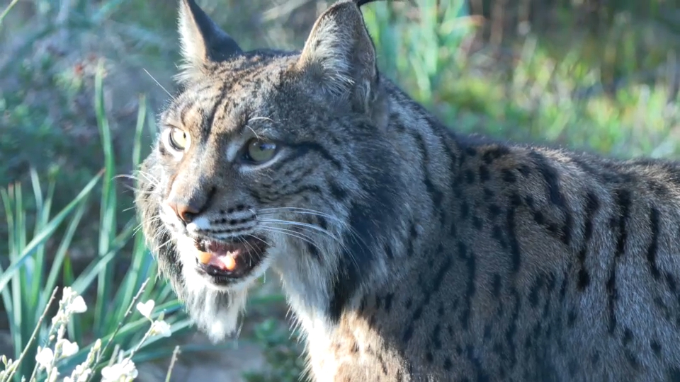 Linces en Extremadura