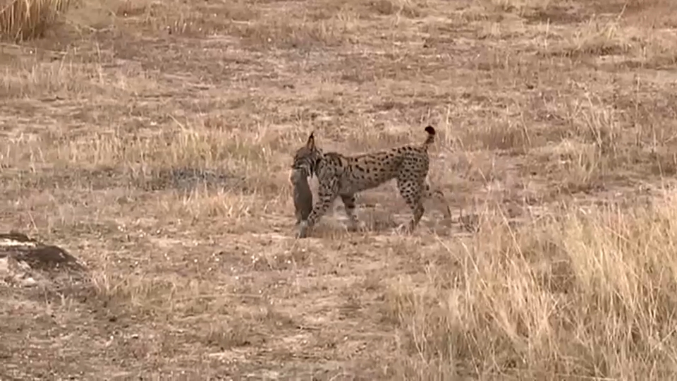 Linces en Extremadura