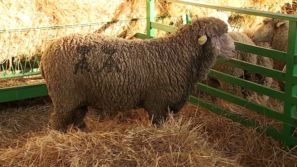 Carnero premiado como mejor macho de raza merina
