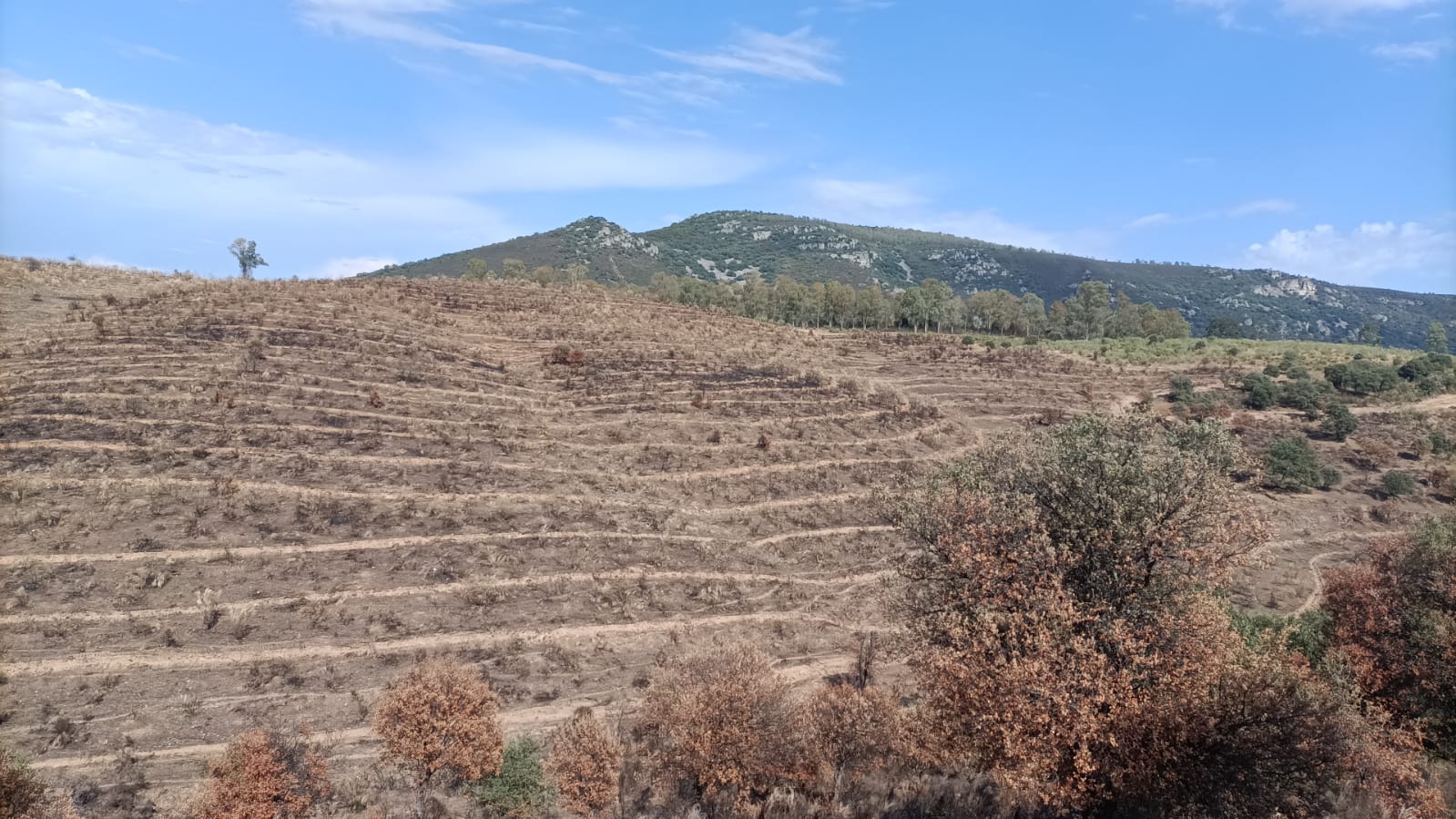 Trabajos en la Sierra de Miravete