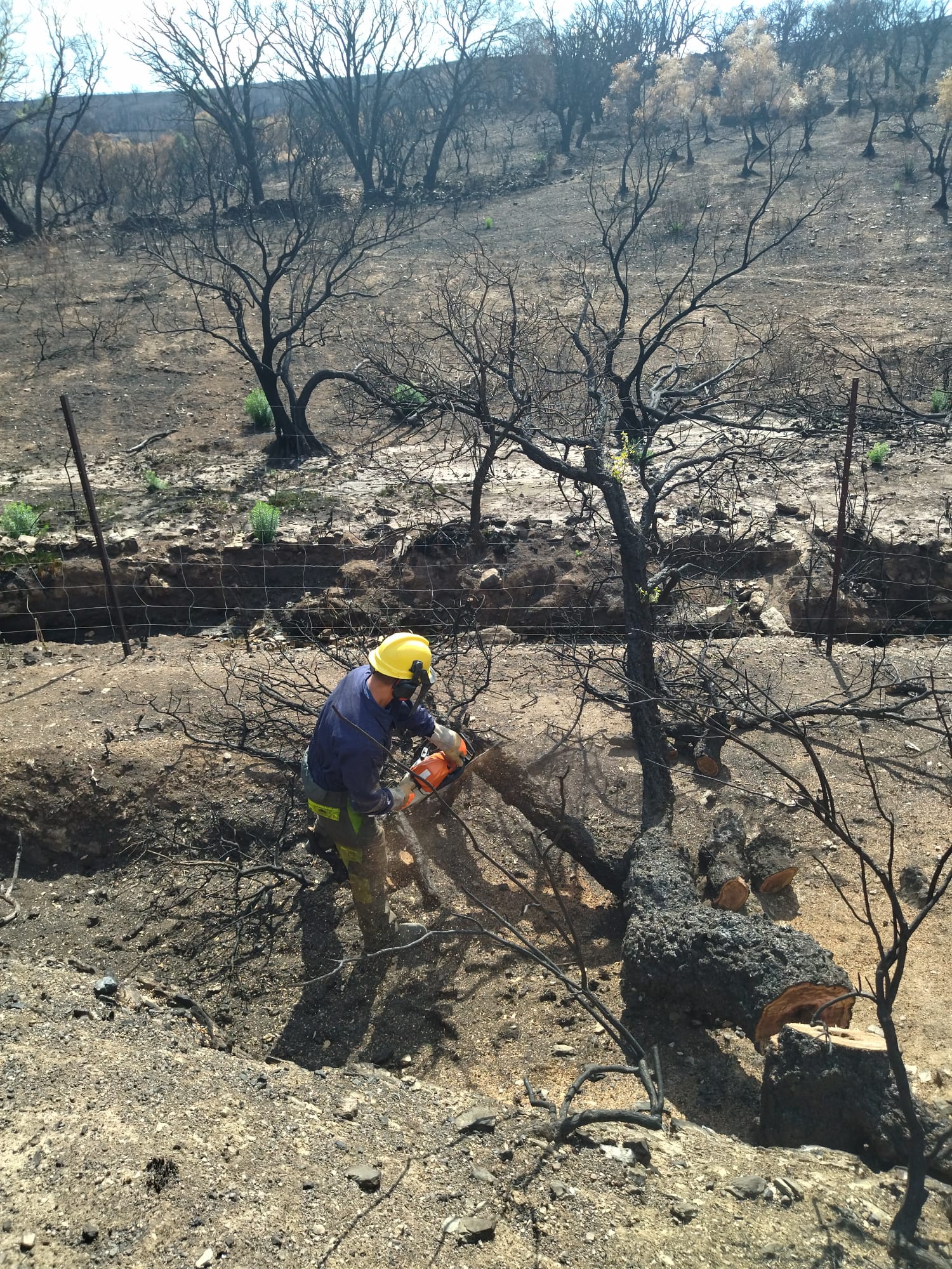 Trabajos en la Sierra de Miravete