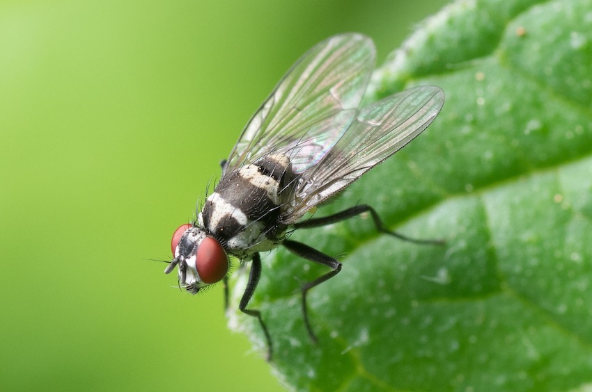 Mosca posada sobre una planta