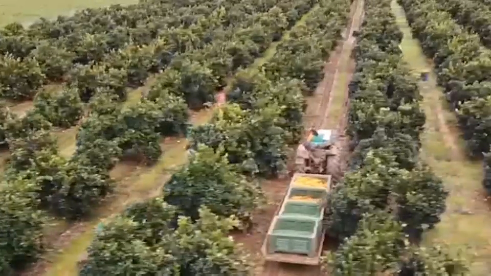 La naranja de Montijo, la estrella del invierno