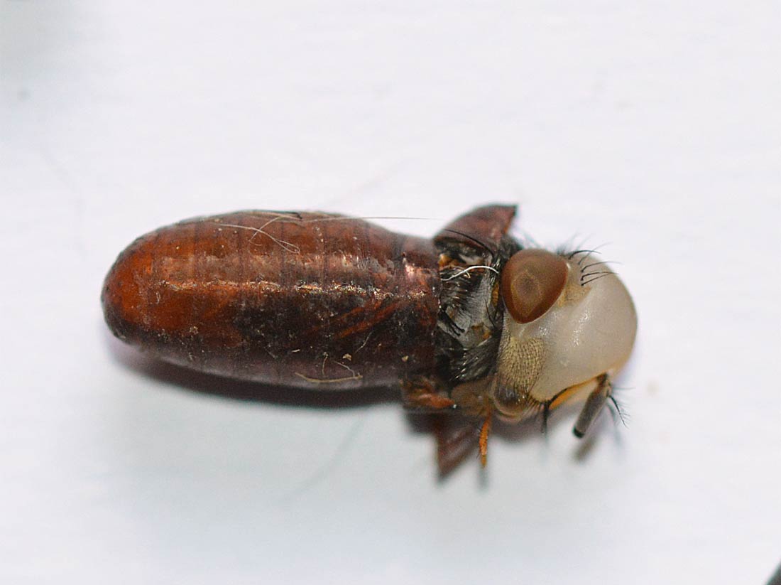 Pupa de la mosca