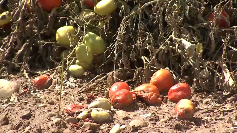 Tomates dañados por la DANA