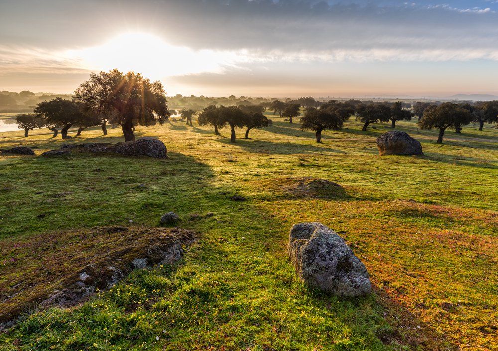 campo
