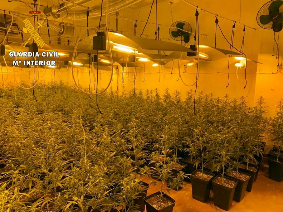 plantación marihuana en Mérida