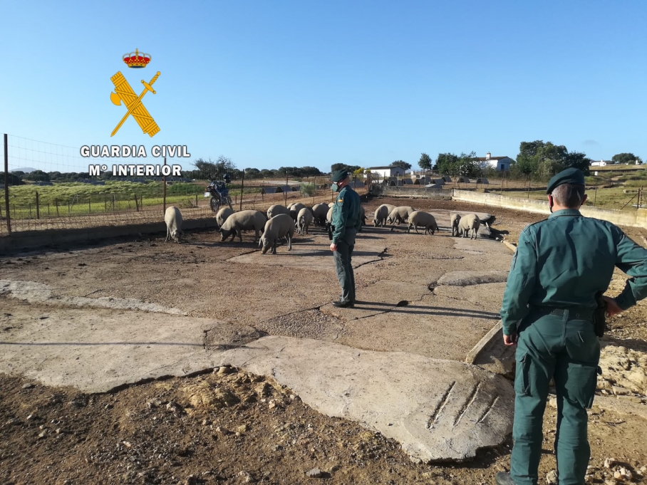 Explotación donde se encontraban los animales con los que, presuntamente, se produjo la estafa