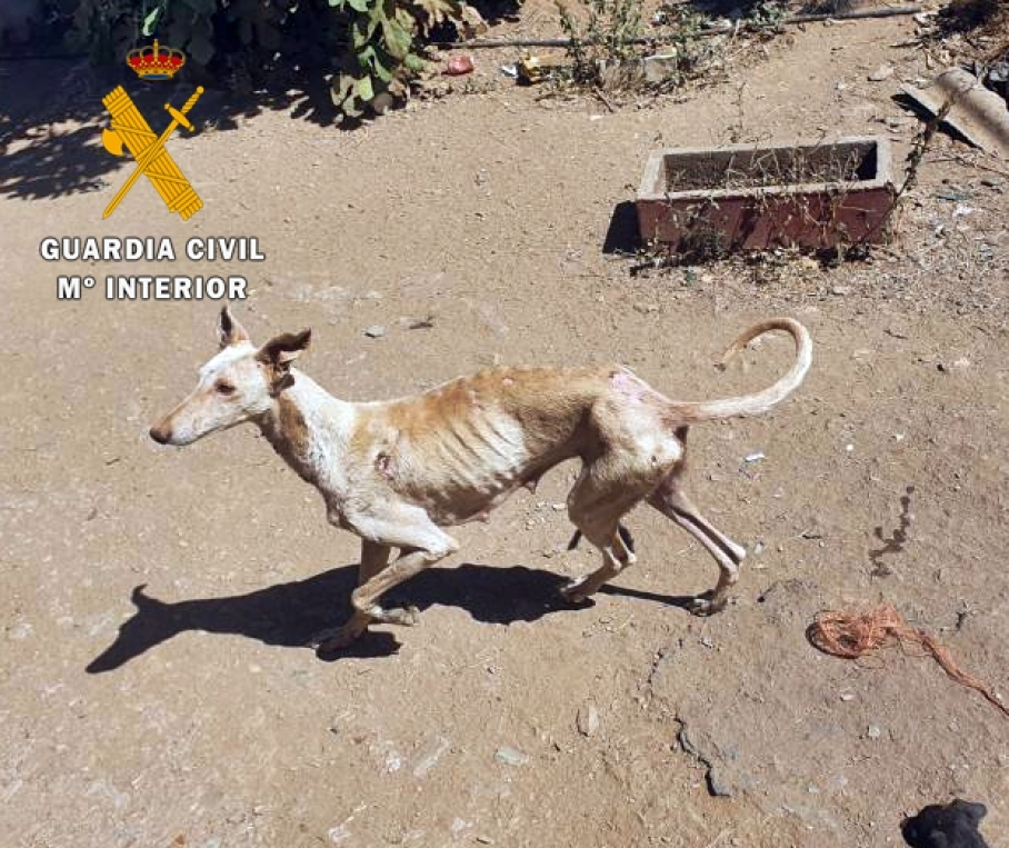 Perro desnutrido