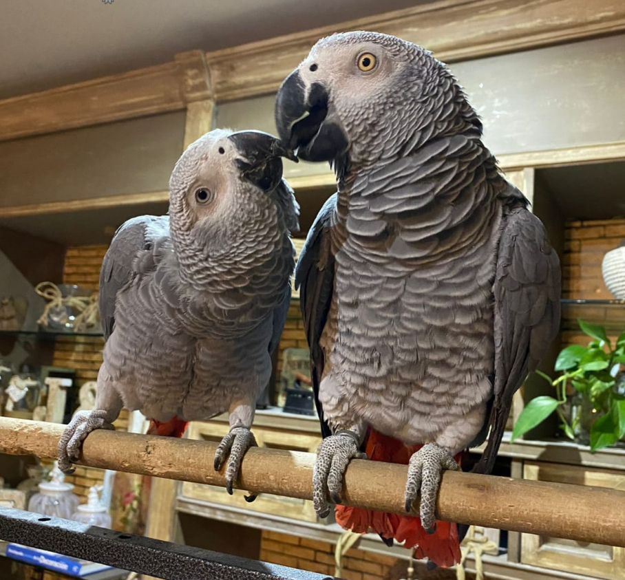 Loro de cola roja