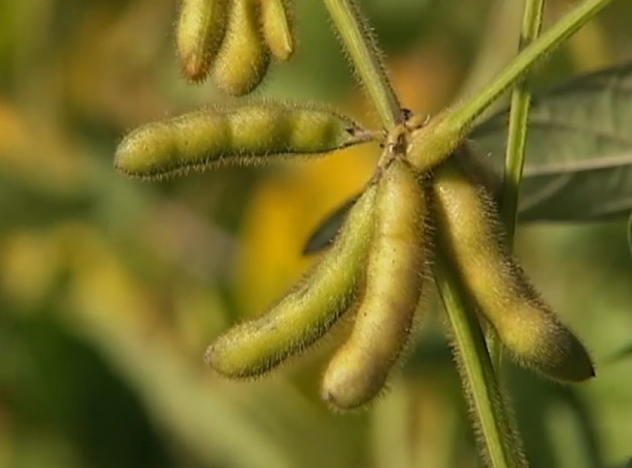 Soja