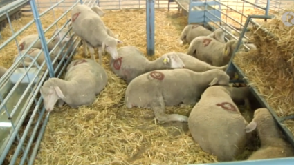 ovejas, feria agroganadera, 
