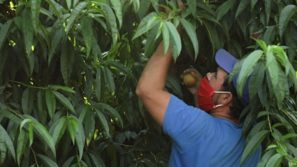 Un trabajador recolecta melocotón