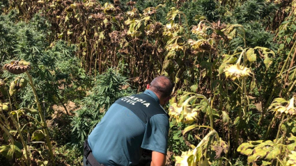 plantacion marihuana en don benito