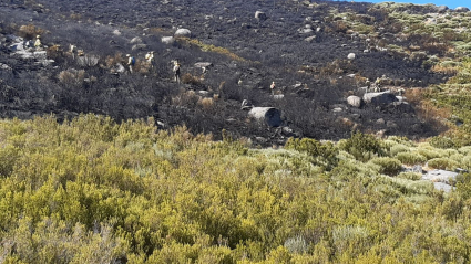 Imágenes de la superficie quemada por el incendio