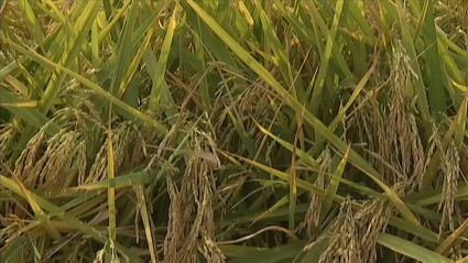 Arroz extremeño
