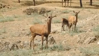 Ciervo macho bramando en el Parque Nacional de Monfragüe (Cáceres)