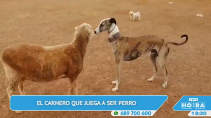Carnero como perro