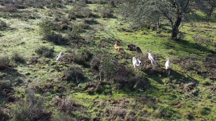 Jabalies con perros 