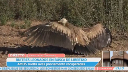 Un buitre en libertad