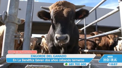 Cebadero de terneros