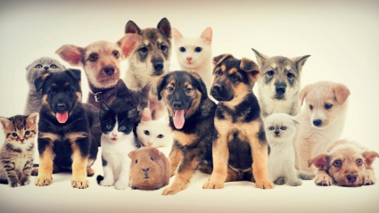 Perros