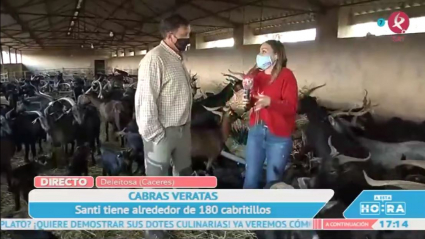 Cabras veratas en Deleitosa
