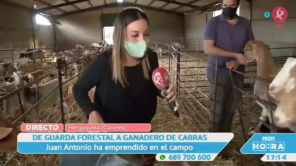 Cabras en Herguijuela