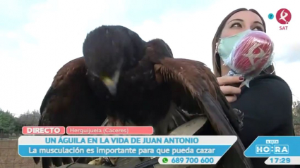 Cetrería en Herguijuela