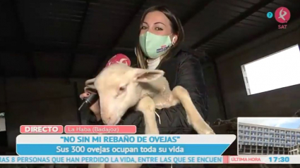 Ovejas de La Haba