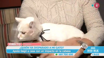 Disparo a un gato en pleno Cáceres