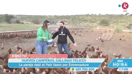 Gallinas felices