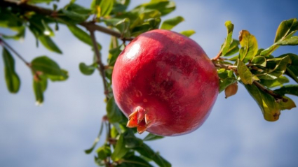 granada, fruta
