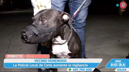 Perros envenenados en Coria