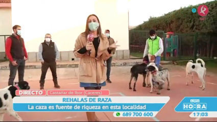 Rehalas en Castañar de Ibor