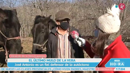 El último mulo de La Vera