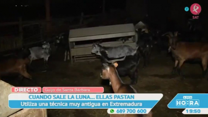 Cabras que pastan de noche
