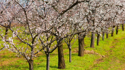Almendros