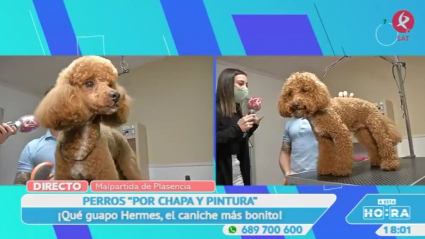 Peluquería canina