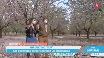 Almendros en Guareña