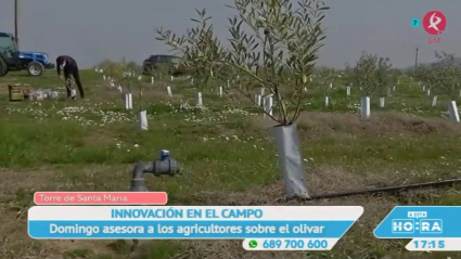 Innovación en el olivar