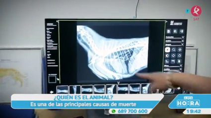 Clavos para los perros de Malpartida de Plasencia