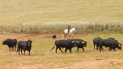 Tierra de Toros | Ganadería de Jandilla